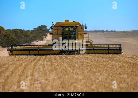 Un agriculteur qui conduit une moissonneuse-batteuse récolte une récolte de blé sur une propriété de large hectare à Kringin, dans la région de Murray Mallee, en Australie méridionale. Banque D'Images