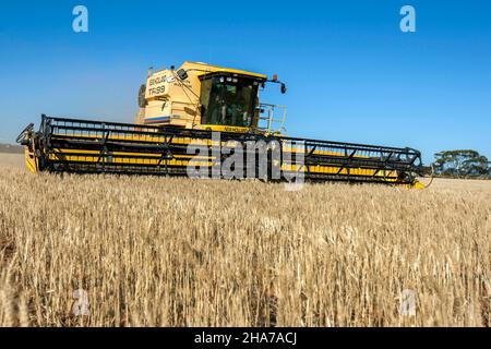 Un agriculteur qui conduit une moissonneuse-batteuse récolte une récolte de blé sur une propriété de large hectare à Kringin, dans la région de Murray Mallee, en Australie méridionale. Banque D'Images