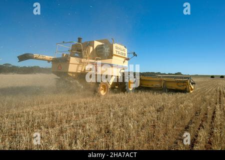 Un agriculteur qui conduit une moissonneuse-batteuse récolte une récolte de blé sur une propriété de large hectare à Kringin, dans la région de Murray Mallee, en Australie méridionale. Banque D'Images