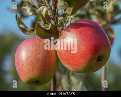 Pommes rouges, fruits parmi les feuilles sur une branche, vergers à polir, nourriture à polir saine, photographie rapprochée, macrophotographie, Pologne Banque D'Images