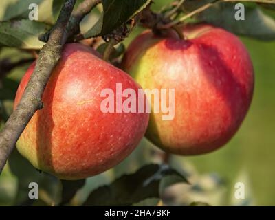 Pommes rouges, fruits parmi les feuilles sur une branche, vergers à polir, nourriture à polir saine, photographie rapprochée, macrophotographie, Pologne Banque D'Images