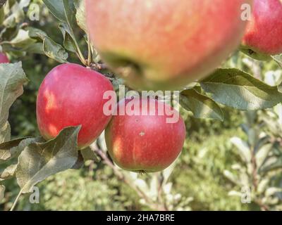 Pommes rouges, fruits parmi les feuilles sur une branche, vergers à polir, nourriture à polir saine, photographie rapprochée, macrophotographie, Pologne Banque D'Images