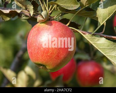 Pommes rouges, fruits parmi les feuilles sur une branche, vergers à polir, nourriture à polir saine, photographie rapprochée, macrophotographie, Pologne Banque D'Images