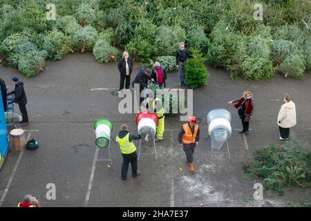 Vue de personnes clients et travailleurs achetant choisir de vrais arbres de Noël à vendre dans le magasin Ikea en décembre Grande-Bretagne Royaume-Uni KATHY DEWITT Banque D'Images