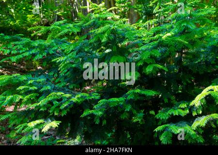 Branches vertes d'un arbre à fourrure ou d'un pin.Branche de sapin moelleuse en gros plan. Banque D'Images
