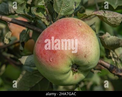 Pommes rouges, fruits parmi les feuilles sur une branche, vergers à polir, nourriture à polir saine, photographie rapprochée, macrophotographie, Pologne Banque D'Images