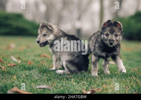 Deux petits chiots semblables à des loups jouent sur l'herbe verte sur la pelouse. Banque D'Images