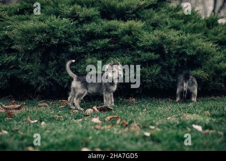 Deux petits chiots semblables à des loups jouent sur la pelouse près de Juniper. Banque D'Images