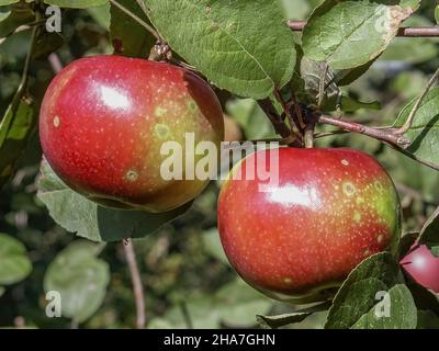 Pommes rouges, fruits parmi les feuilles sur une branche, vergers à polir, nourriture à polir saine, photographie rapprochée, macrophotographie, Pologne Banque D'Images