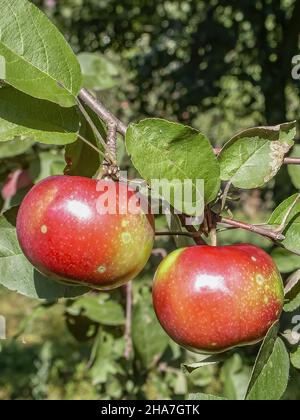 Pommes rouges, fruits parmi les feuilles sur une branche, vergers à polir, nourriture à polir saine, photographie rapprochée, macrophotographie, Pologne Banque D'Images