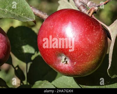 Pommes rouges, fruits parmi les feuilles sur une branche, vergers à polir, nourriture à polir saine, photographie rapprochée, macrophotographie, Pologne Banque D'Images