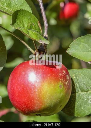 Pommes rouges, fruits parmi les feuilles sur une branche, vergers à polir, nourriture à polir saine, photographie rapprochée, macrophotographie, Pologne Banque D'Images