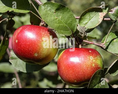 Pommes rouges, fruits parmi les feuilles sur une branche, vergers à polir, nourriture à polir saine, photographie rapprochée, macrophotographie, Pologne Banque D'Images