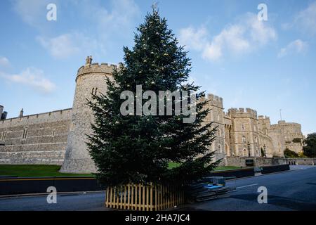 Windsor, Royaume-Uni.10th décembre 2021.Un arbre de Noël de 25 mètres est photographié devant le château de Windsor.Un arbre de Noël cultivé dans le domaine de la Couronne à Winds Banque D'Images