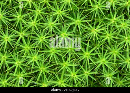 Mousse polytric Polytrichum commune ou star moss growing in lowland heath dans le Kent UK Banque D'Images