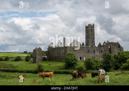 Ruines de l'ancienne abbaye de Quin et pâturage d'un veau dans un champ par jour nuageux Banque D'Images