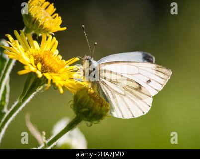 White Pieris nali à veiné vert se nourrissant sur Ragwort - Norfolk Royaume-Uni Banque D'Images