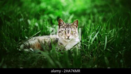 Un beau chat tabby errant avec des yeux verts se trouve dans un dégagement parmi l'herbe verte un jour d'été.Nature. Banque D'Images