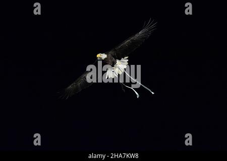 Rome, Italie.9th décembre 2021.Olympia pendant le match de l'UEFA Europa League groupe E entre Lazio Roma et Galatasaray A?Au Stadio Olimpico le 9th décembre 2021 à Rome, Italie.(Credit image: © Domenico Cippitelli/Pacific Press via ZUMA Press Wire) Banque D'Images