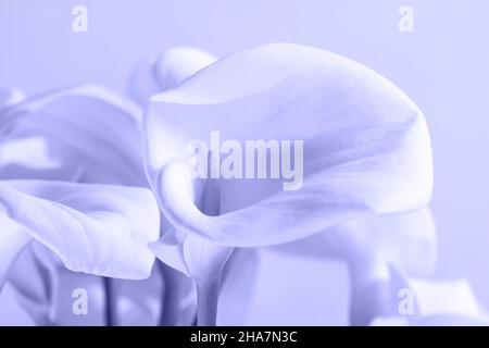 Bouquet de Cala Lilies dans la clé haute.Isolé sur blanc.Couleur de 2022 ans, très péri, ton Banque D'Images