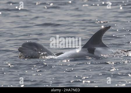 Le dauphin à bottlenose nageait aux côtés de sa mère à Chanonry point, dans les Highlands écossais. Banque D'Images