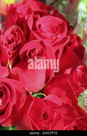Beau bouquet de roses rouges et de fleurs fleurir au soleil éclatant. Banque D'Images
