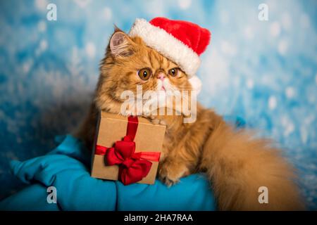 Chat persan rouge en chapeau Père Noël rouge avec boîte cadeau sur fond bleu de Noël avec neige Banque D'Images