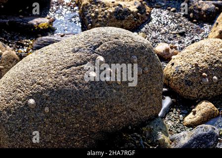 Plage de galets en été à Machrie Bay sur l'île d'Arran en Écosse - Royaume-Uni Banque D'Images