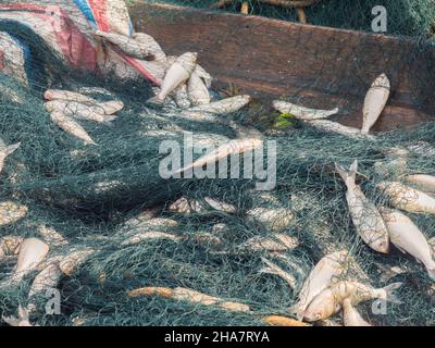 Filets remplis de poissons capturés dans les eaux de la rivière Amazone.Amazonie.Amérique du Sud Banque D'Images