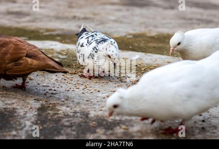 Les pigeons domestiques mangeant des graines de blé du sol gros plan avec un foyer sélectif Banque D'Images