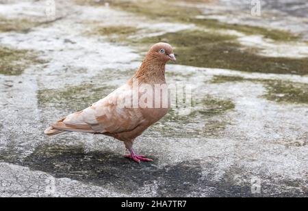 Magnifique pigeon domestique chic de couleur marron debout seul sur le toit Banque D'Images