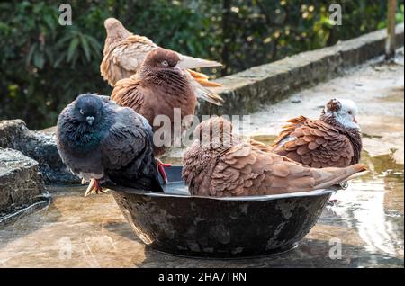 Vue rapprochée de quelques pigeons de baignade sur le toit Banque D'Images
