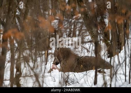 Loup gris (Canis lupus) mangeant les restes de sa proie.Montagnes de Bieszczady, les Carpates, Pologne. Banque D'Images