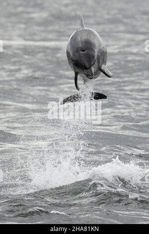 Le dauphin à bottlenose nageait aux côtés de sa mère à Chanonry point, dans les Highlands écossais. Banque D'Images