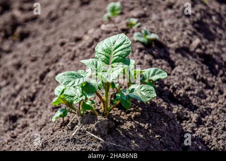 Pousses vertes de jeunes pommes de terre au début du printemps dans le jardin de la cuisine.Jeunes pousses.Rangées de lits de légumes plantés de pommes de terre dans la cuisine rurale Banque D'Images