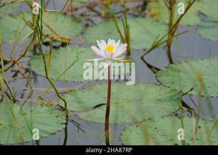 Un Lilly d'eau dans un étang Banque D'Images