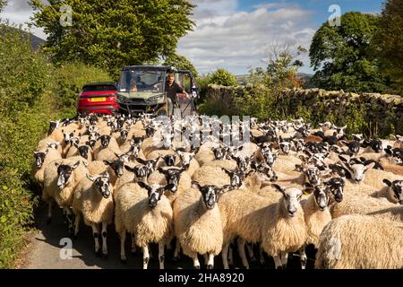 Royaume-Uni, Cumbria, Allerdale, Keswick, Threlkeld,Brebis étant annoncée le long de la voie de campagne Banque D'Images