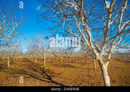 Les pistachiers. Campo de Criptana, Ciudad Real province, Castilla La Mancha, Espagne. Banque D'Images