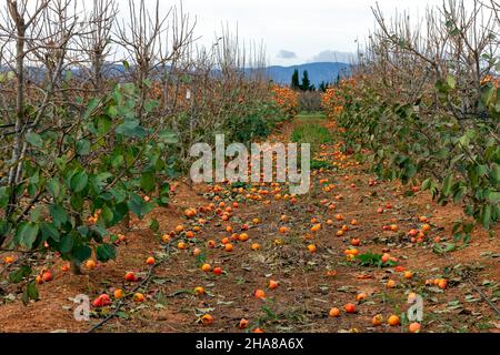 Champ de kaki (Diospyros kaki, kaki persimmon) partiellement récolté à partir de la désignation d'origine protégée (D.O.P.)Ribera del Xúquer à Valence (SP Banque D'Images