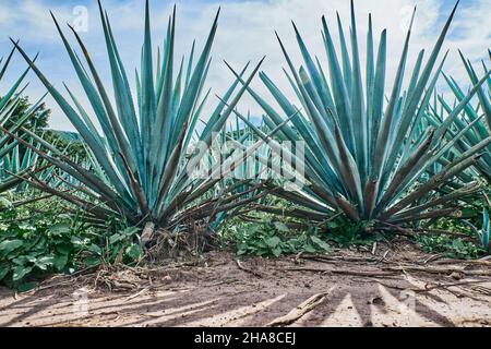 Plantation d'agave bleue dans le champ pour faire de la tequila Banque D'Images