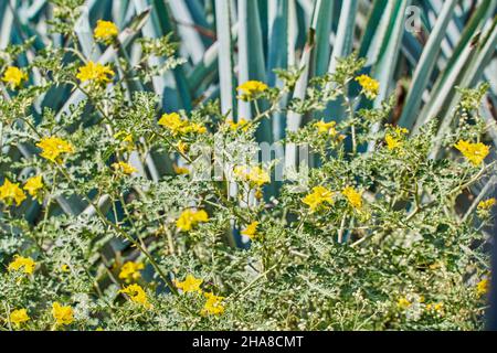 Plantation d'agave bleue dans le champ pour faire de la tequila Banque D'Images