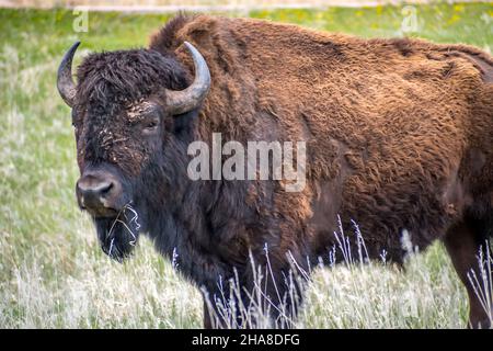 Des buffles se balader dans le pâturage verdoyant du parc de la réserve Banque D'Images