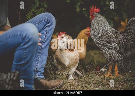 Poulets entourant la fille avec des bottes de cowboy Banque D'Images