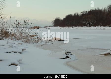 le lac paysage d'hiver est gelé recouvert de neige blanche, le vent froid secoue les tiges sèches et les panicules de roseaux Banque D'Images