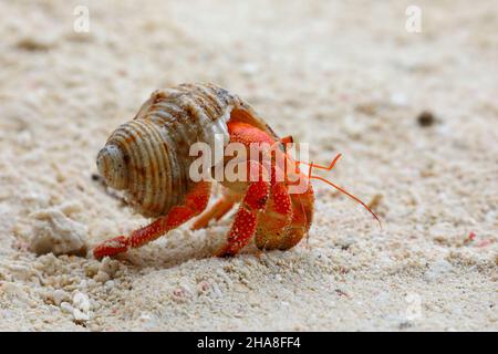 Coenobita perlatus, espèce de crabe hermite terrestre connue sous le nom de crabe hermite fraise, sur l'atoll Saint-François aux Seychelles Banque D'Images