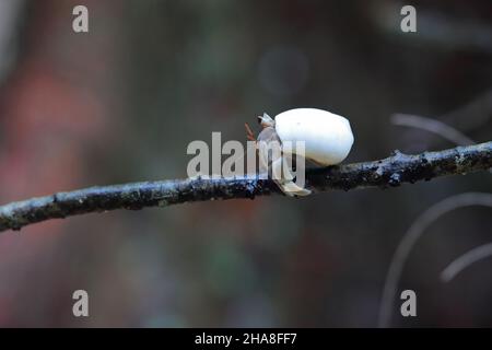 Coenobita perlatus, espèce de crabe hermite terrestre connue sous le nom de crabe hermite fraise, sur l'atoll Saint-François aux Seychelles Banque D'Images