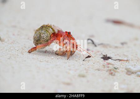 Coenobita perlatus, espèce de crabe hermite terrestre connue sous le nom de crabe hermite fraise, sur l'atoll Saint-François aux Seychelles Banque D'Images