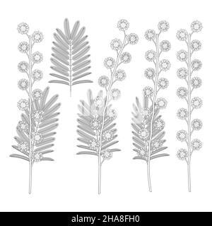 Jeu d'illustrations noir et blanc avec fleurs mimosa.Objets vectoriels isolés sur fond blanc. Illustration de Vecteur