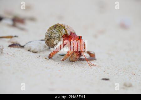 Coenobita perlatus, espèce de crabe hermite terrestre connue sous le nom de crabe hermite fraise, sur l'atoll Saint-François aux Seychelles Banque D'Images