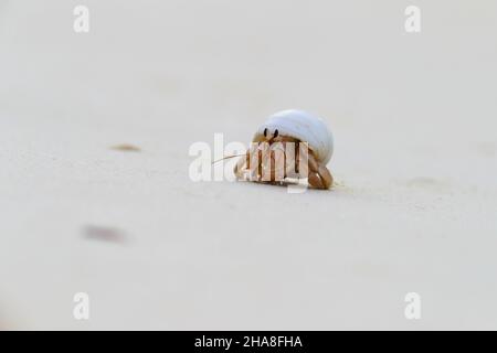 Coenobita perlatus, une espèce de crabe hermite terrestre connue sous le nom de crabe hermite fraise, sur l'atoll de Cosmodeo aux Seychelles Banque D'Images